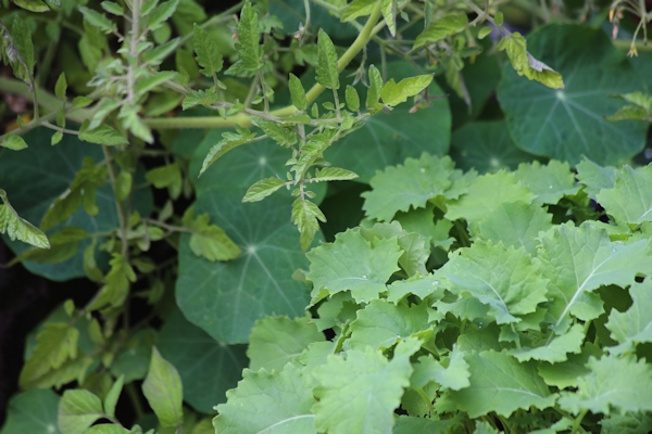 vegetable garden